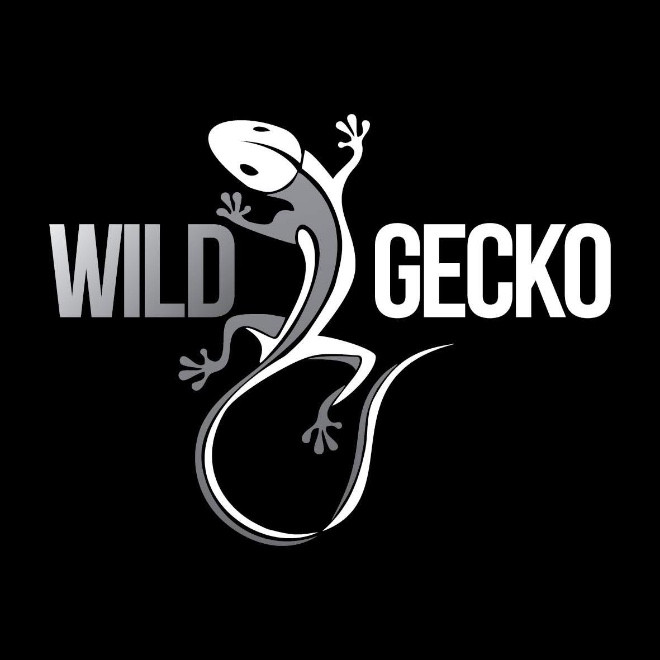 Wild Gecko